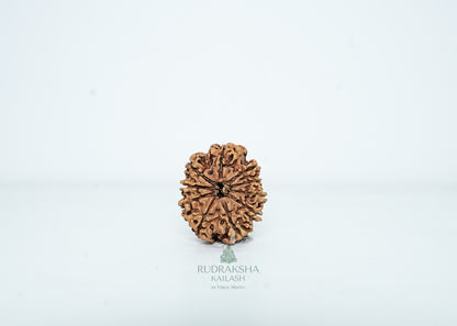 10 Mukhi Nepali Rudraksha - 1010