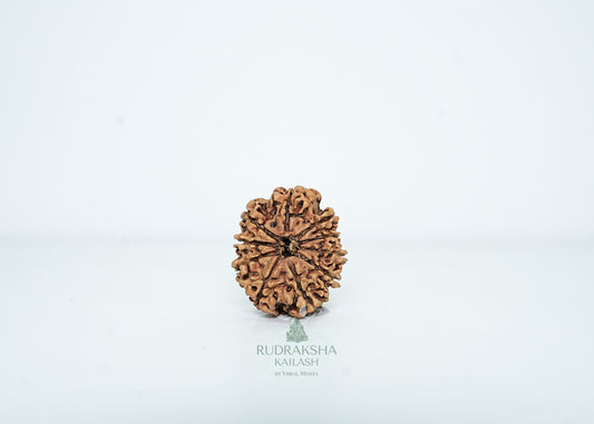 10 Mukhi Nepali Rudraksha - 1010