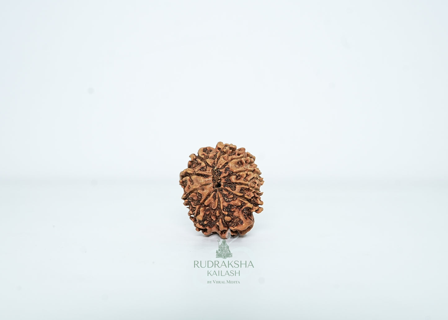 10 Mukhi Nepali Rudraksha - 1010