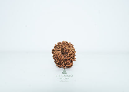 10 Mukhi Nepali Rudraksha - 1010