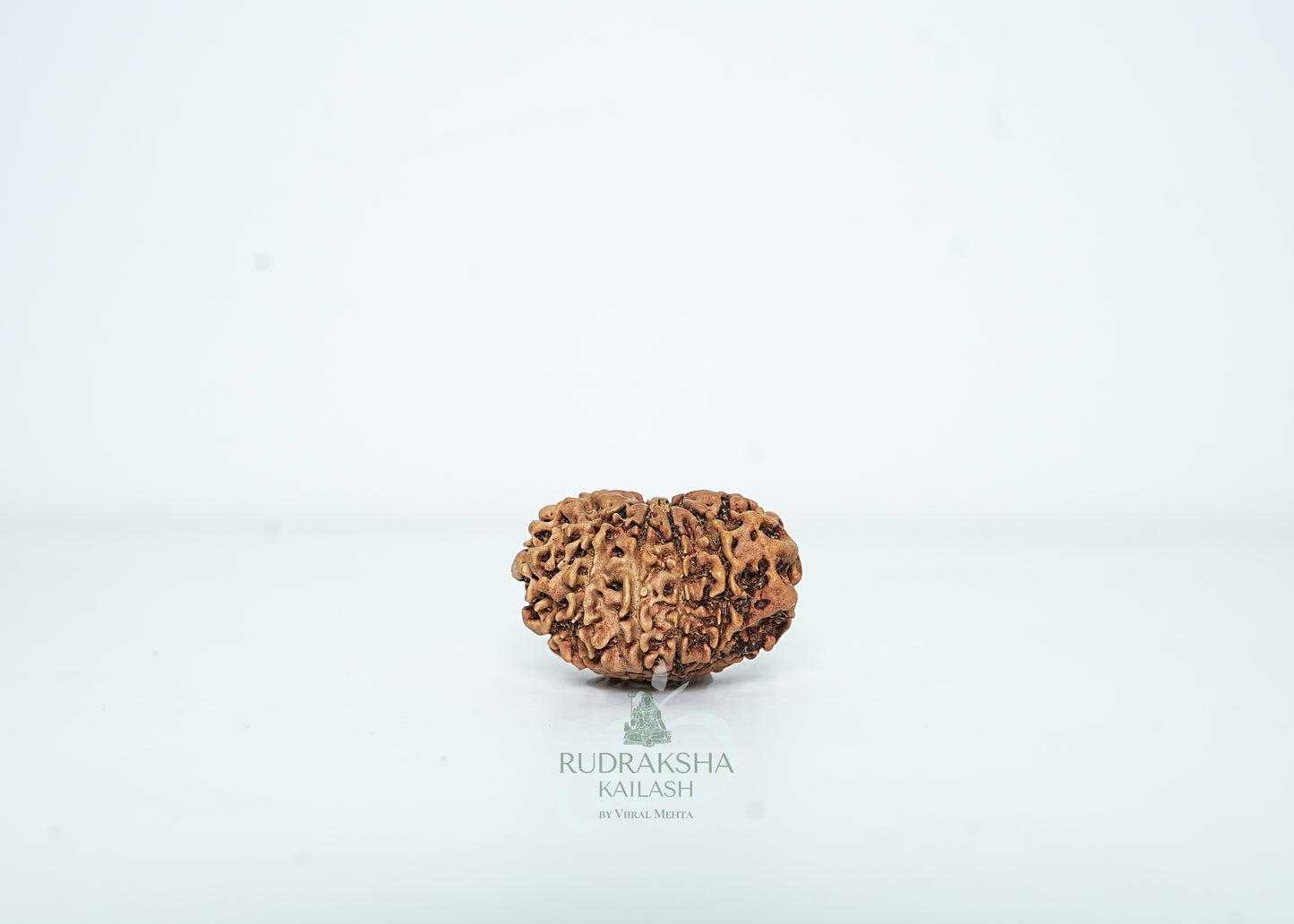10 Mukhi Nepali Rudraksha - 1010