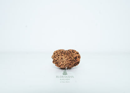 10 Mukhi Nepali Rudraksha - 1010