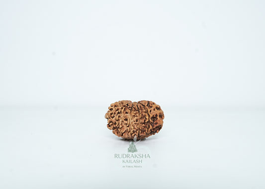 14 Mukhi Nepali Rudraksha - 1413