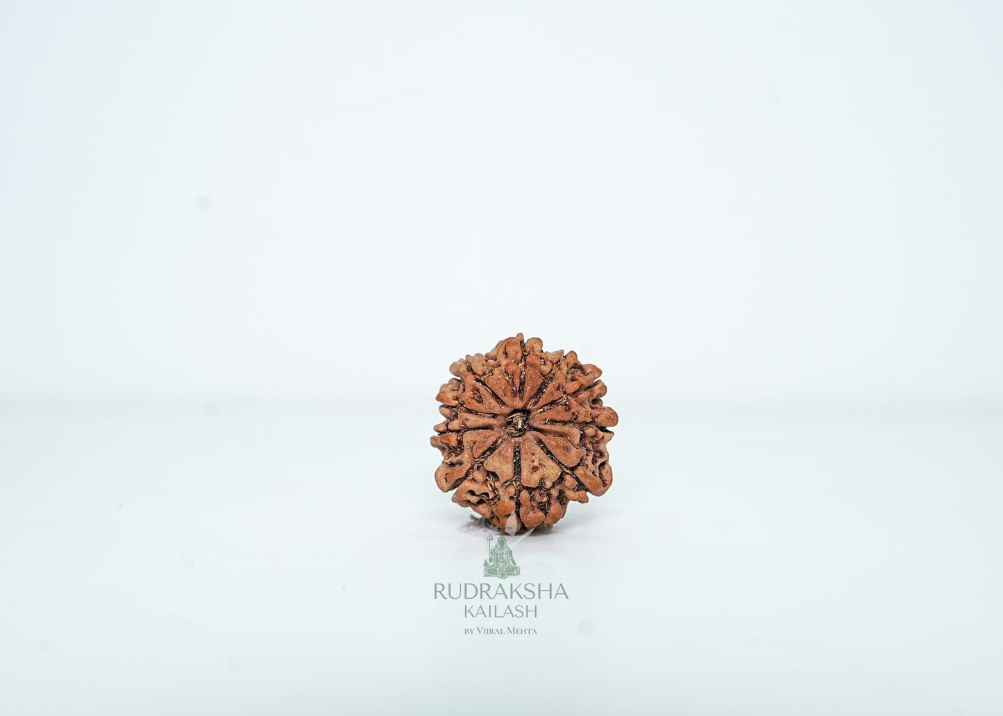10 Mukhi Nepali Rudraksha - 1011