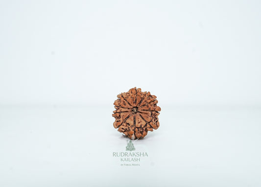 10 Mukhi Nepali Rudraksha - 1011