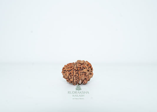 14 Mukhi Nepali Rudraksha - 1414