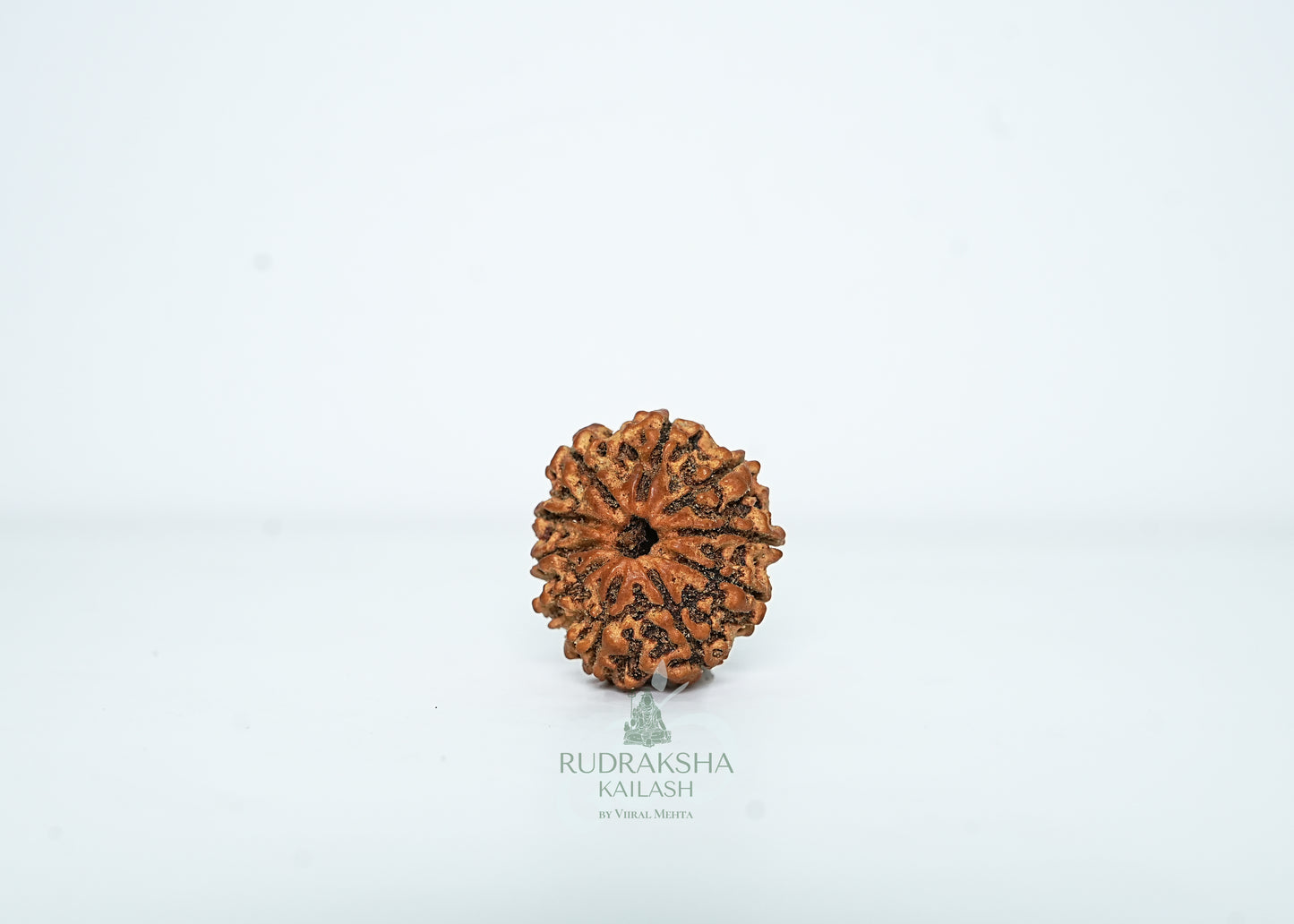 10 Mukhi Nepali Rudraksha - 1012