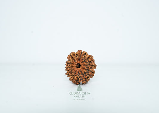 10 Mukhi Nepali Rudraksha - 1012