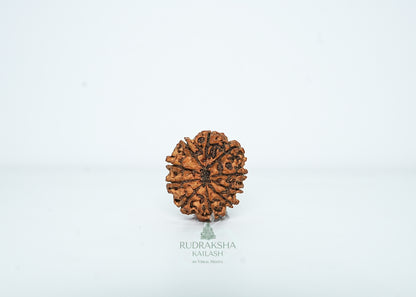 10 Mukhi Nepali Rudraksha - 1012