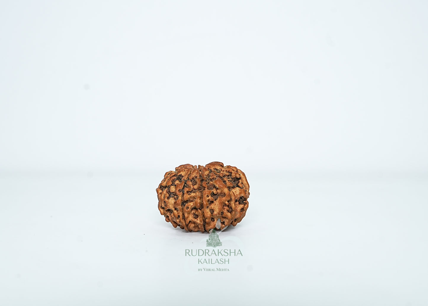 10 Mukhi Nepali Rudraksha - 1012