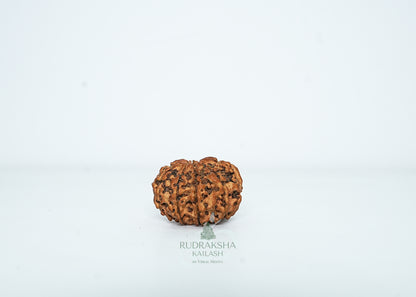 10 Mukhi Nepali Rudraksha - 1012