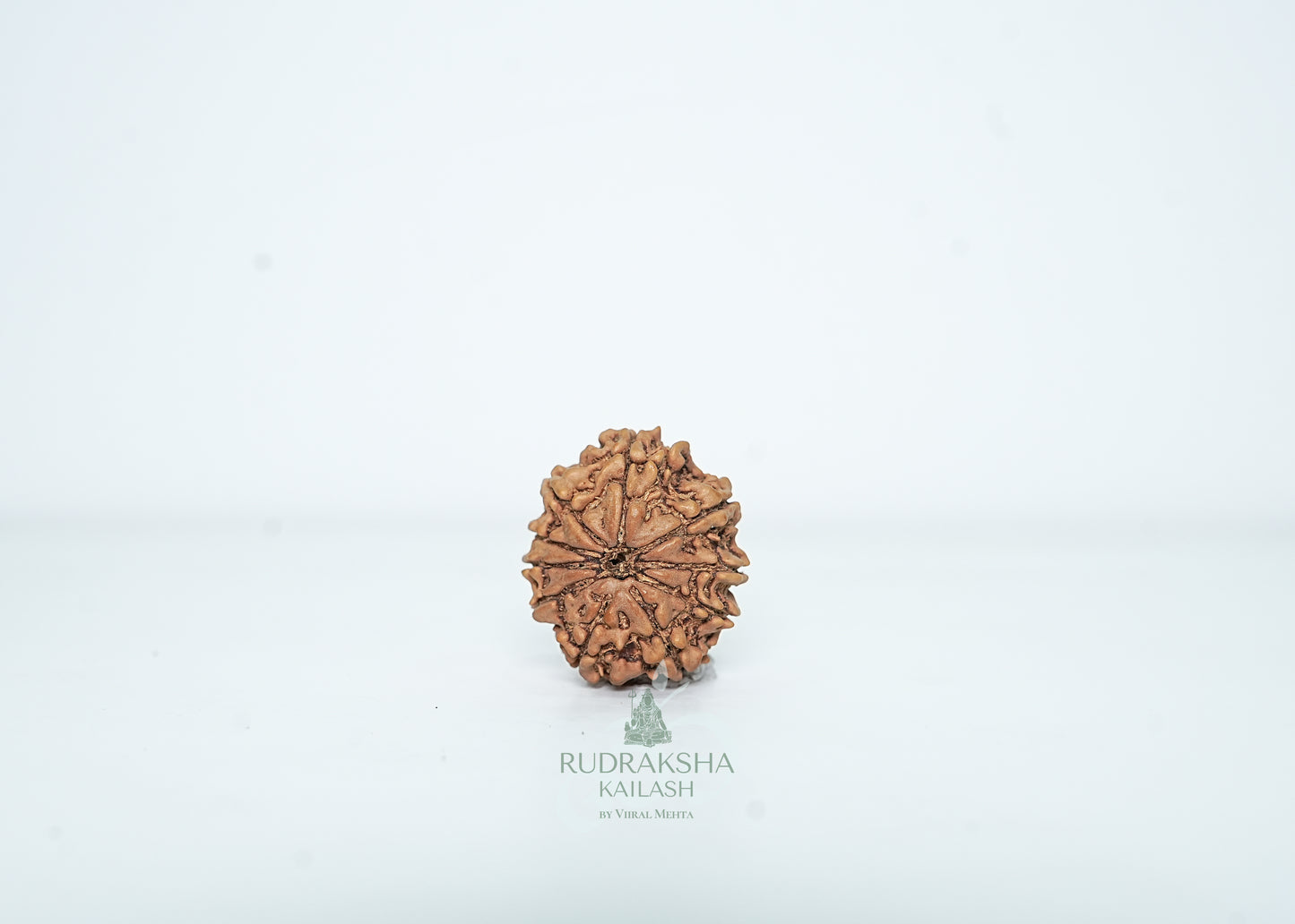 10 Mukhi Nepali Rudraksha - 1013