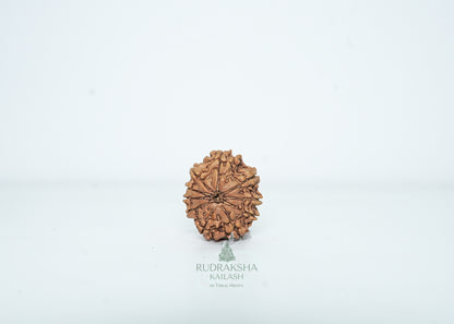 10 Mukhi Nepali Rudraksha - 1013