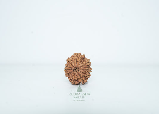 10 Mukhi Nepali Rudraksha - 1013