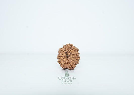 14 Mukhi Nepali Rudraksha - 1415