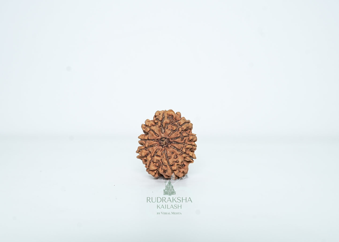 10 Mukhi Nepali Rudraksha - 1014