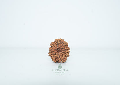 10 Mukhi Nepali Rudraksha - 1014