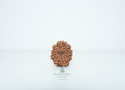 10 Mukhi Nepali Rudraksha - 1014