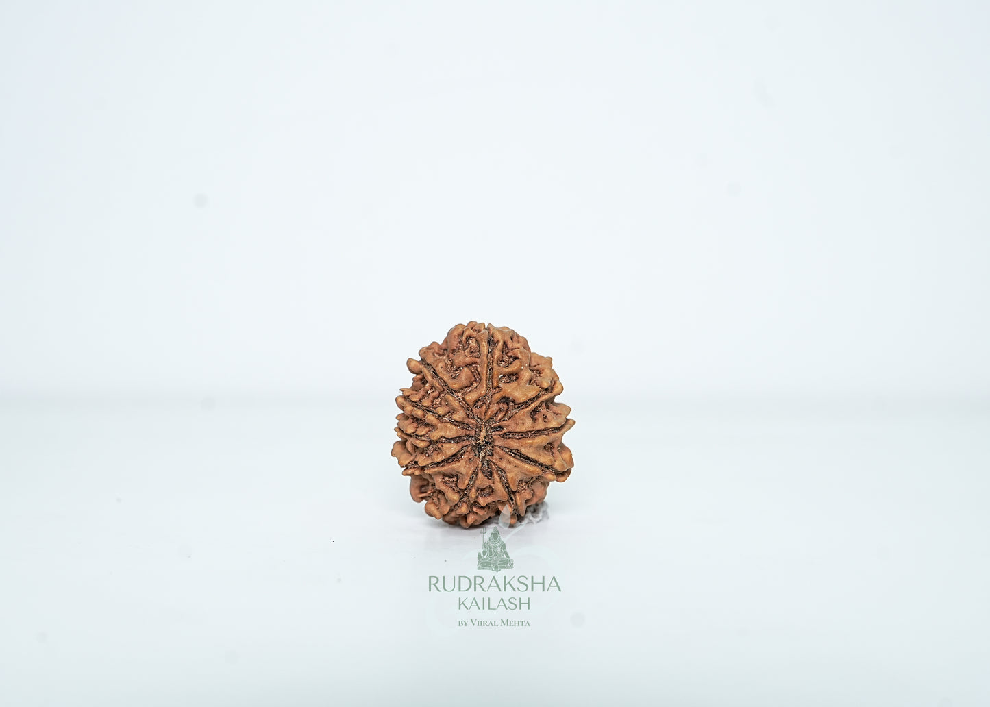10 Mukhi Nepali Rudraksha - 1014