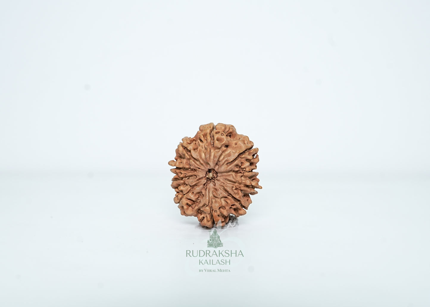 10 Mukhi Nepali Rudraksha - 1015