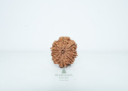 10 Mukhi Nepali Rudraksha - 1015
