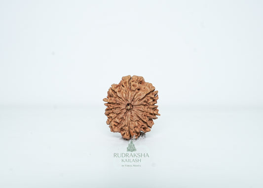 10 Mukhi Nepali Rudraksha - 1015