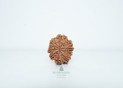 10 Mukhi Nepali Rudraksha - 1015