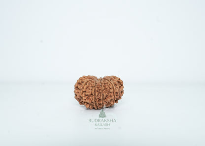 10 Mukhi Nepali Rudraksha - 1015