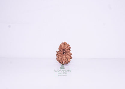 14 Mukhi Nepali Rudraksha - 1401