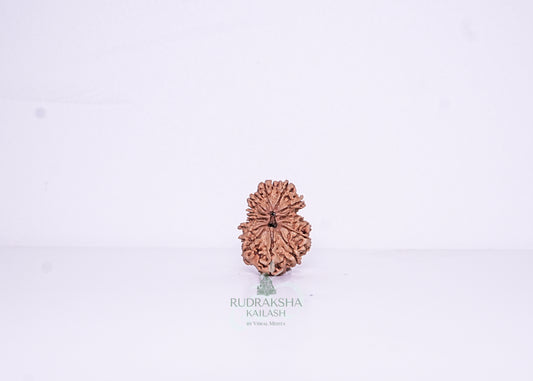 14 Mukhi Nepali Rudraksha - 1403