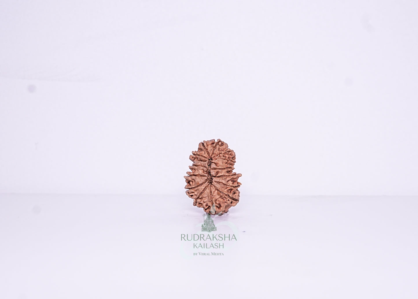 14 Mukhi Nepali Rudraksha - 1403