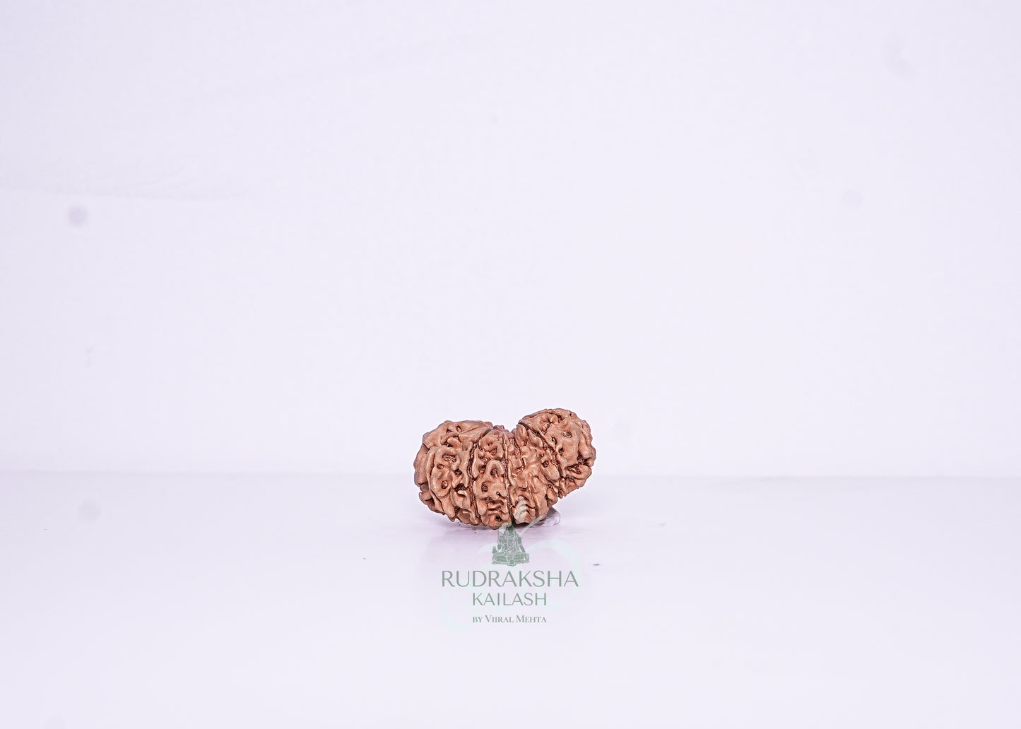 14 Mukhi Nepali Rudraksha - 1403