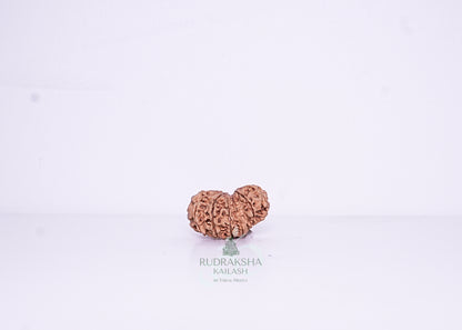 14 Mukhi Nepali Rudraksha - 1403