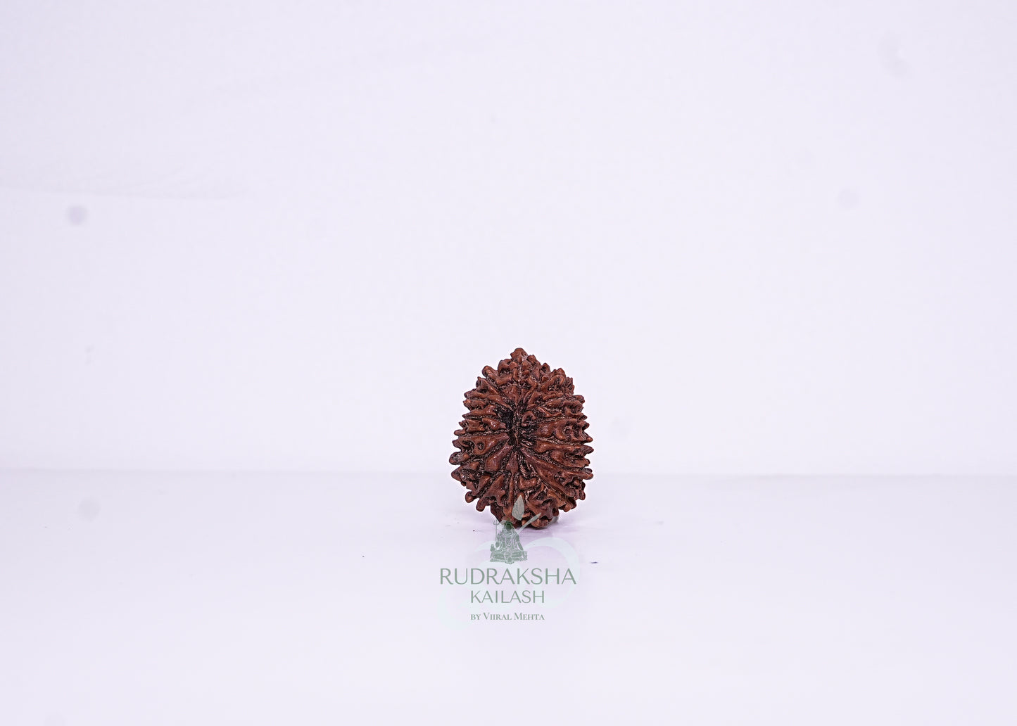14 Mukhi Nepali Rudraksha - 1404