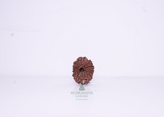 14 Mukhi Nepali Rudraksha - 1405