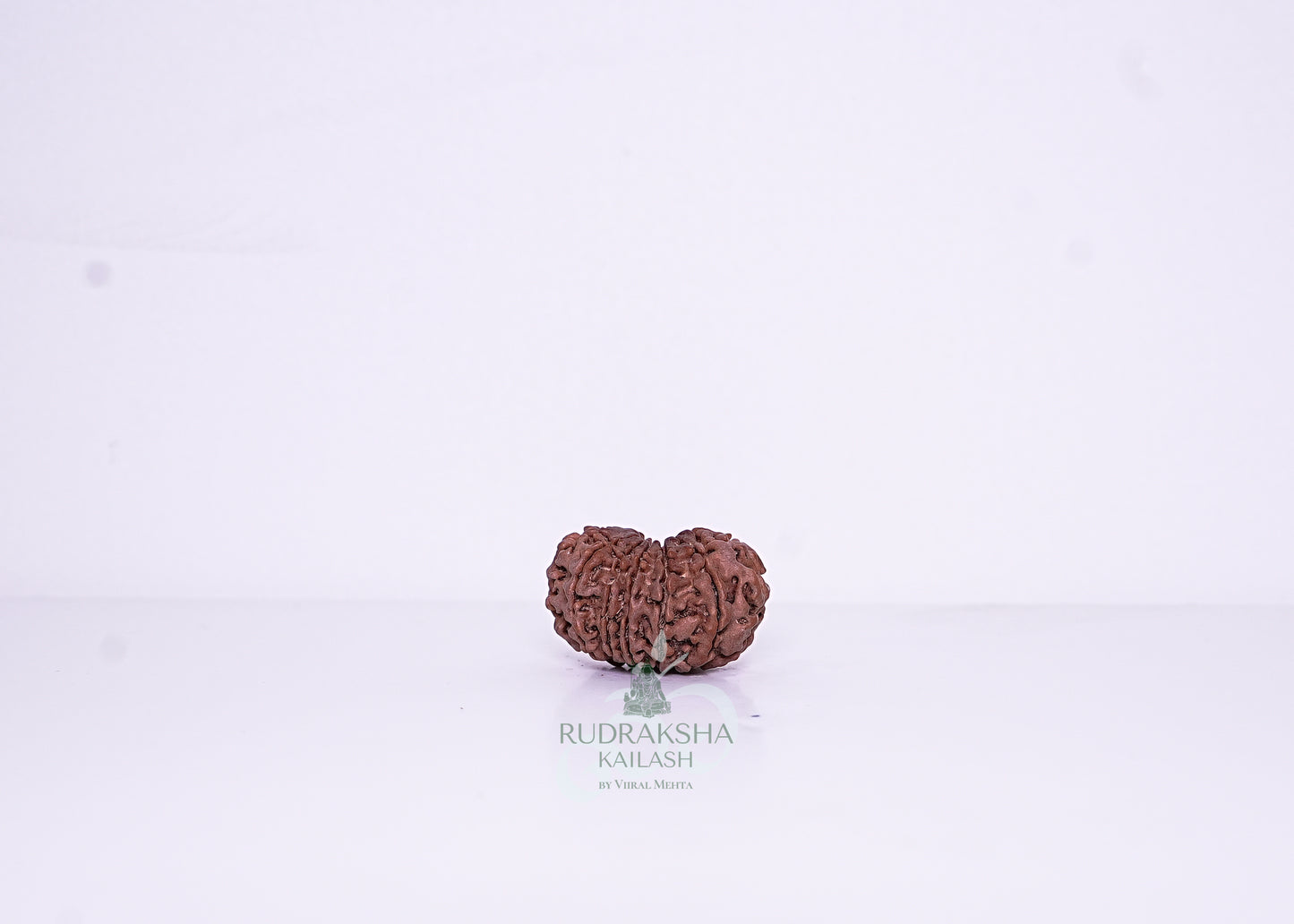 14 Mukhi Nepali Rudraksha - 1405