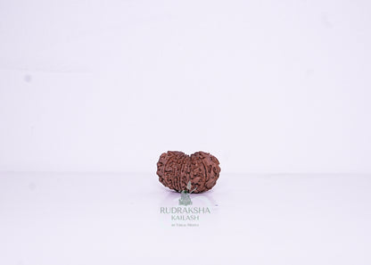 14 Mukhi Nepali Rudraksha - 1405