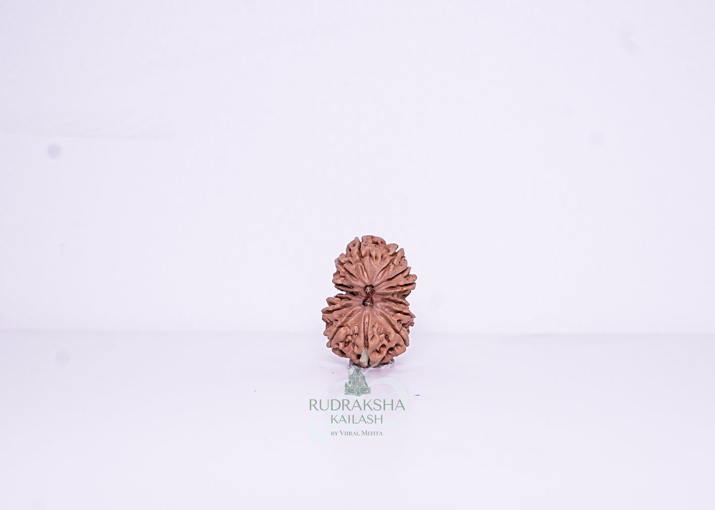 14 Mukhi Nepali Rudraksha - 1406