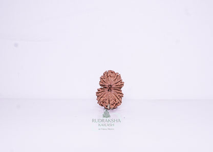 14 Mukhi Nepali Rudraksha - 1406