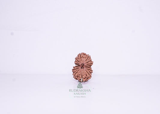 14 Mukhi Nepali Rudraksha - 1406