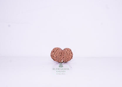 14 Mukhi Nepali Rudraksha - 1406