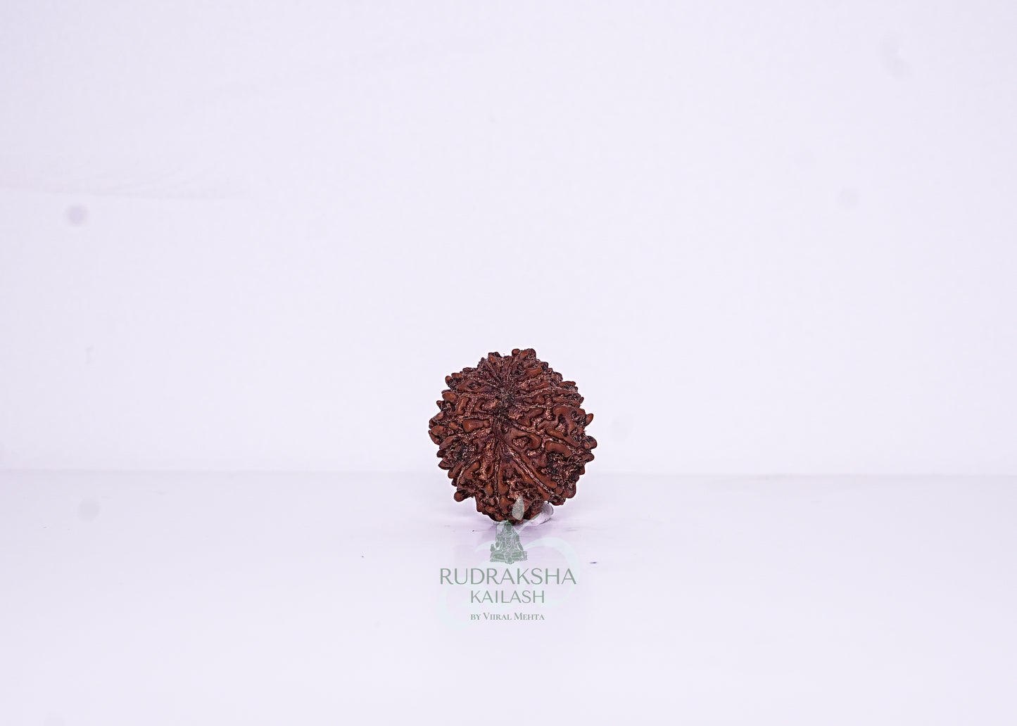 14 Mukhi Nepali Rudraksha - 1407