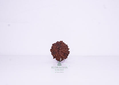 14 Mukhi Nepali Rudraksha - 1407