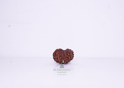 14 Mukhi Nepali Rudraksha - 1407