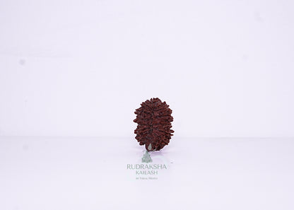 14 Mukhi Nepali Rudraksha - 1408