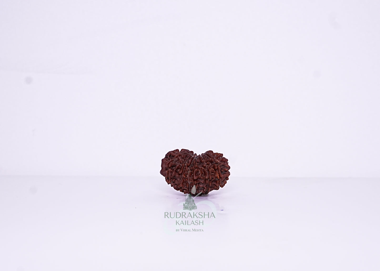 14 Mukhi Nepali Rudraksha - 1408
