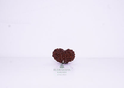 14 Mukhi Nepali Rudraksha - 1408