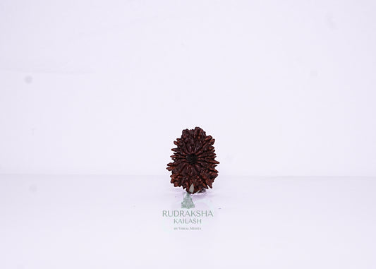 14 Mukhi Nepali Rudraksha - 1409