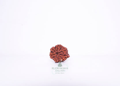 Nepal G Rudraksha - 01