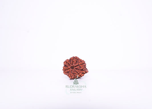 Nepal Ganesh Rudraksha - 01